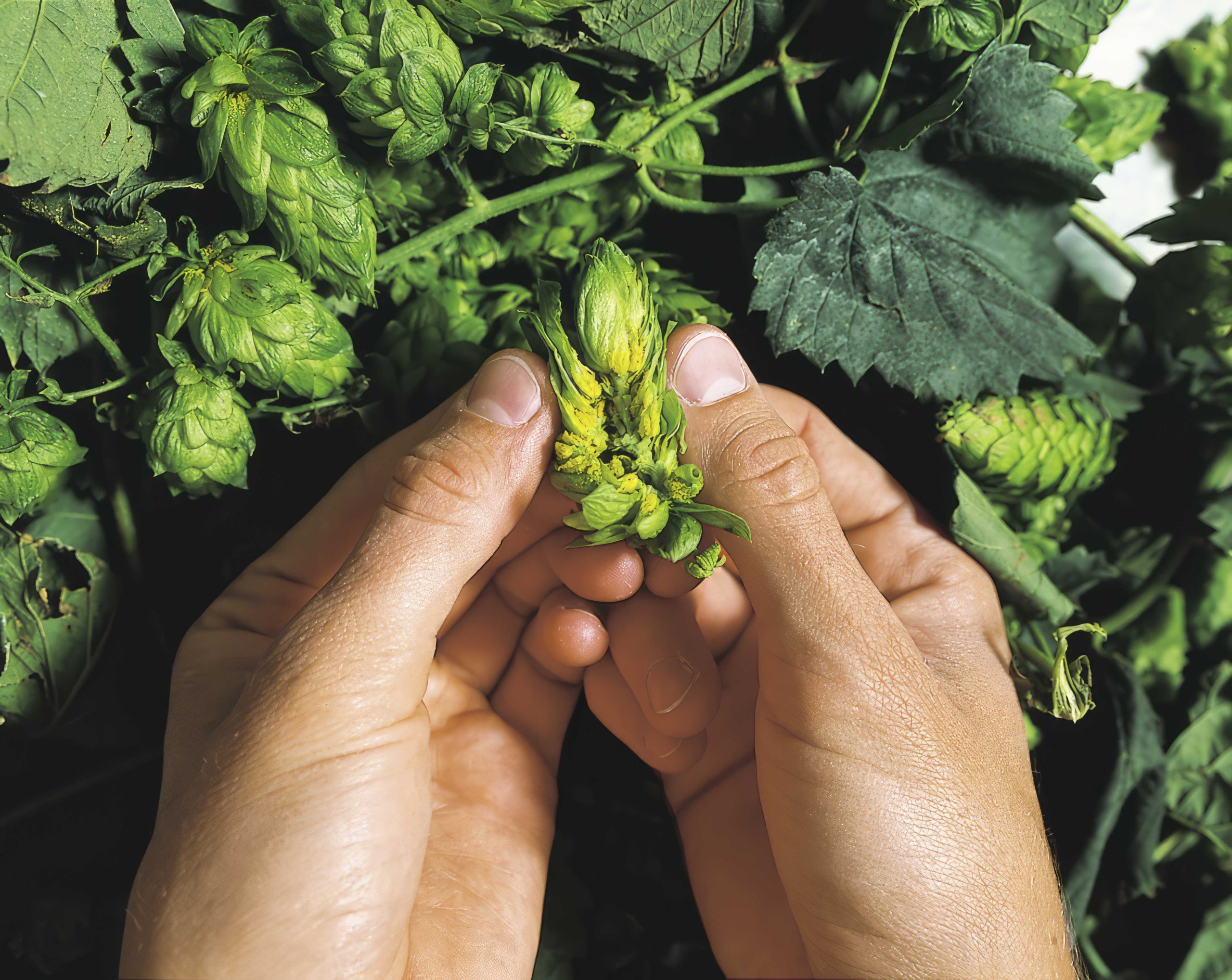 Hops